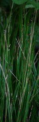 Carex alba