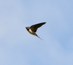 Hirundo rustica