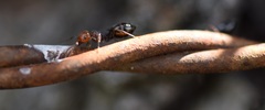 Crematogaster scutellaris