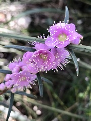 Hypocalymma robustum