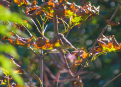 Leiothlypis ruficapilla image