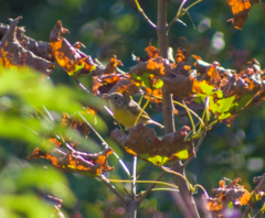 Media resource of Leiothlypis ruficapilla