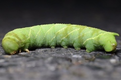 Smerinthinae