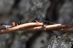 Crematogaster scutellaris