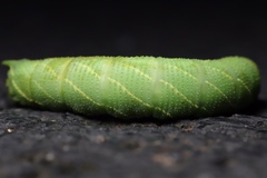 Smerinthinae