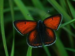 Lycaena hippothoe