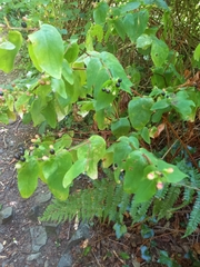 Hypericum androsaemum