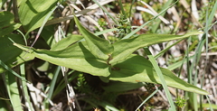 Epipactis