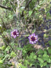Lantana achyranthifolia