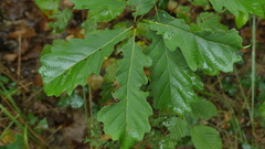 Quercus petraea