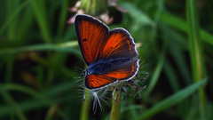 Lycaena hippothoe