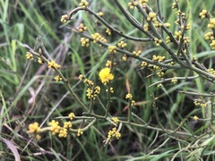 Acacia spinescens