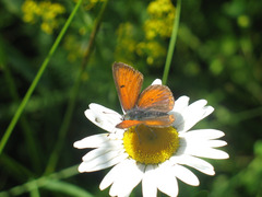 Lycaena hippothoe
