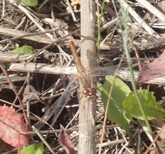 Sympetrum flaveolum