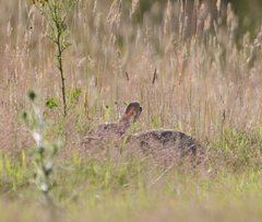 Lepus europaeus