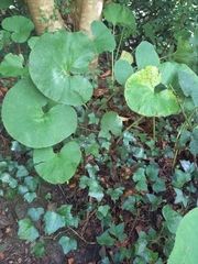 Petasites pyrenaicus