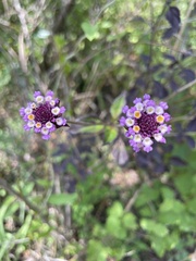 Lantana achyranthifolia