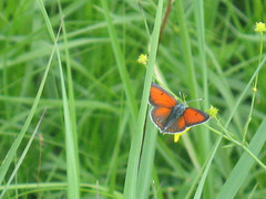 Lycaena hippothoe