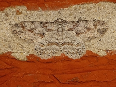 Iridopsis defectaria