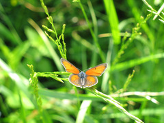 Lycaena hippothoe