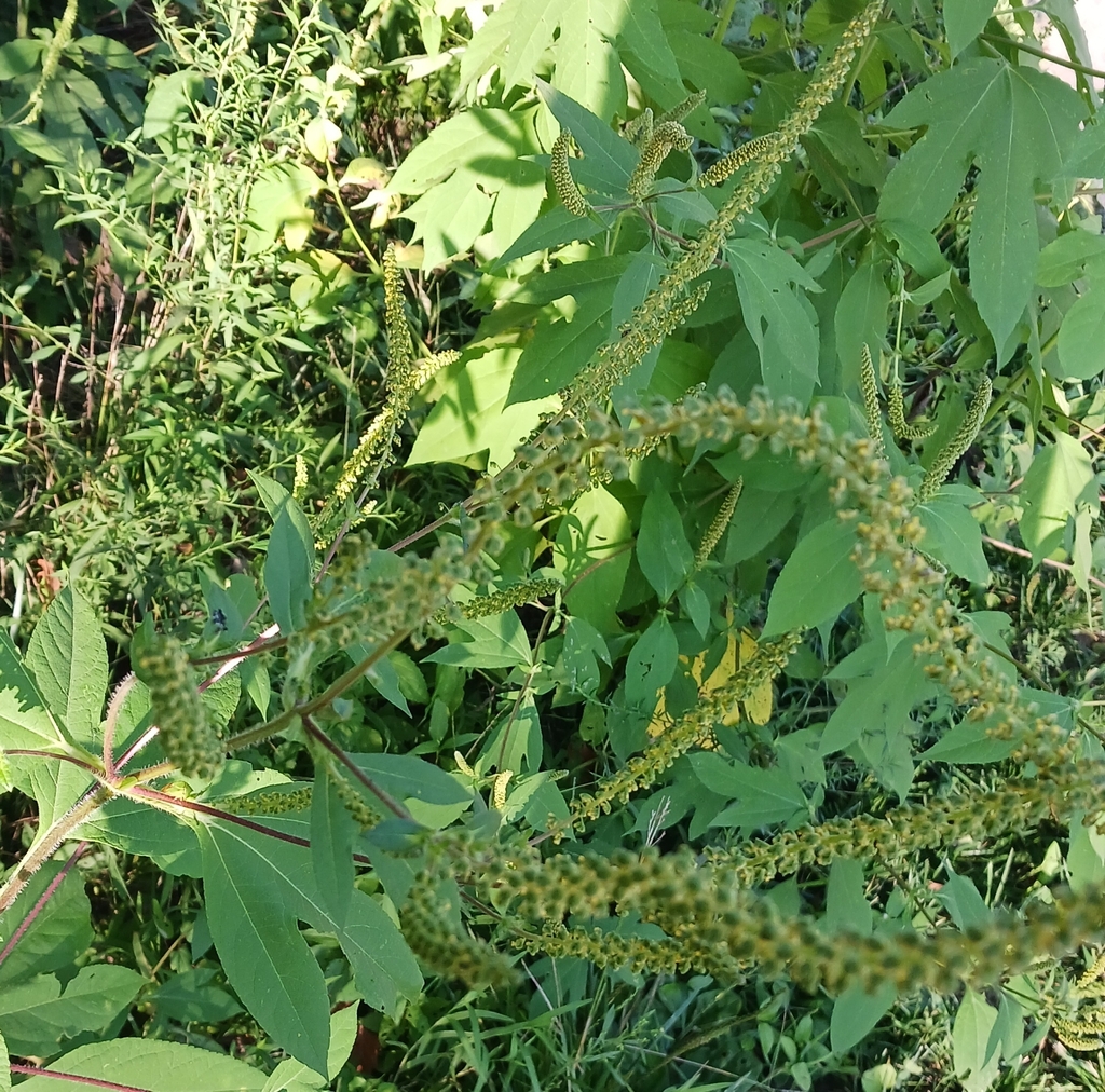 giant ragweed from Brendonwood, Indianapolis, IN 46226, États-Unis on ...