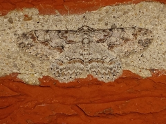 Iridopsis defectaria