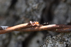 Crematogaster scutellaris
