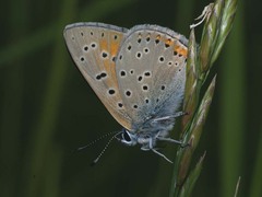 Lycaena hippothoe
