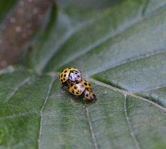 Psyllobora vigintiduopunctata