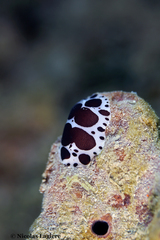 Peltodoris atromaculata