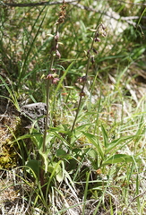 Epipactis