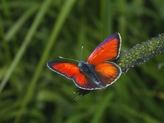 Lycaena hippothoe