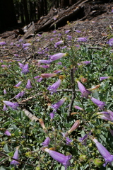 Penstemon caesius