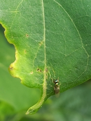 Microchrysa
