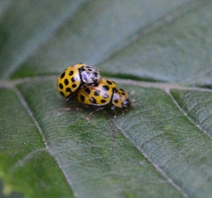 Psyllobora vigintiduopunctata