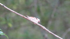 Libytheana carinenta