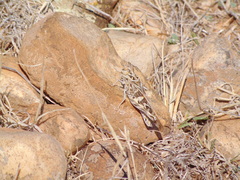 Oedaleus decorus