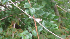 Libytheana carinenta