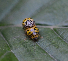 Psyllobora vigintiduopunctata