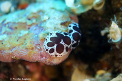 Peltodoris atromaculata