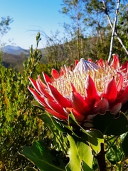 Protea cynaroides