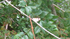 Libytheana carinenta