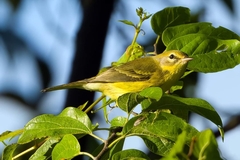 Setophaga discolor