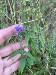 Veronica longifolia