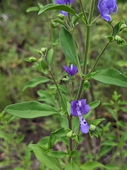 Trichostema dichotomum