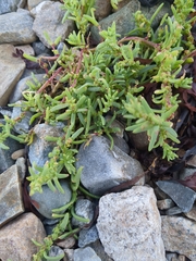 Suaeda maritima