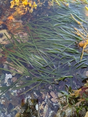 Zosteraceae