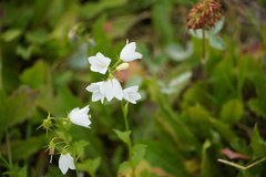 Campanula rhomboidalis