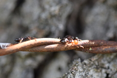 Crematogaster scutellaris