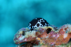 Peltodoris atromaculata
